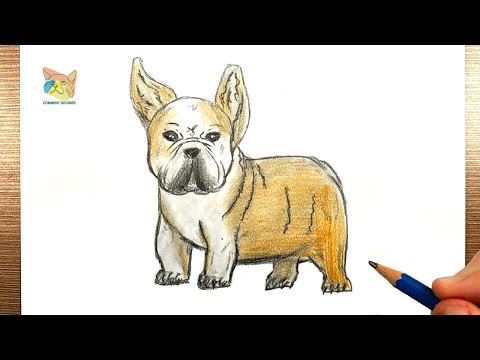 Comment dessiner un bulldog dessiner un bouledogue français ou anglais