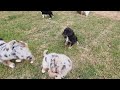 Aussiedoodle dogs for sale: Rose Standard - Video 2