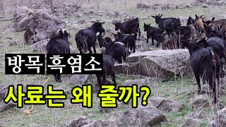 방목흑염소, 사료는 왜 줄까? (귀농인 돕기 캠페인 - 무릉원 흑염소 농장 소개)