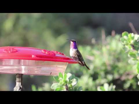 Lucifer Hummingbird, male