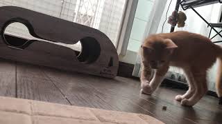 #保護猫 トイレの砂が気になる末っ子