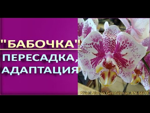 "БАБОЧКА" Ph. Anmio Gentleman:СЛОЖНАЯ адаптация,УСПЕХ!Пересадка ФАЛЕНОПСИСА Анмио Джентльмен AN-6608