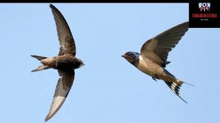 Download lagu 1 JAM ! Terbukti, Suara Walet Panggilan Ampuh, Andalan Para Saudagar Pengusaha Rumah Burung walet mp3 Download lagu 1 JAM ! Terbukti, Suara Walet Panggilan Ampuh, Andalan Para Saudagar Pengusaha Rumah Burung walet mp3