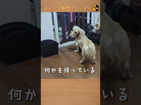 なぜ鶏にタイムを与えるのでしょうか？ブリーダーはそれをどのように利用して、その 3 つの驚くべき利点を享受しているのでしょうか?  庭園