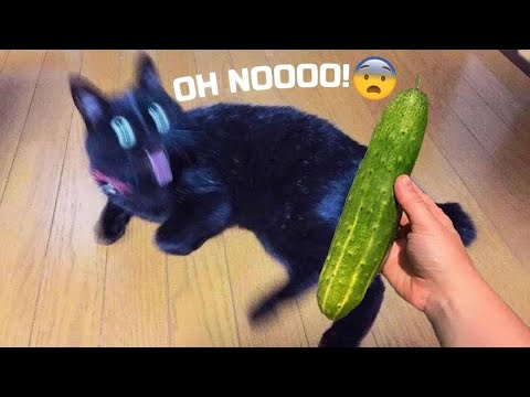 Essayer de ne pas rire meilleurs chiens et chats drôles partie 20