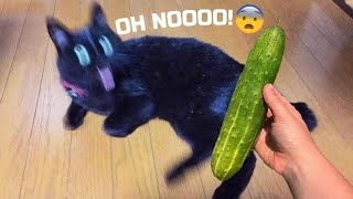 Essayer de ne pas rire meilleurs chiens et chats drôles partie 20