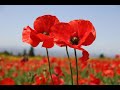 Harvey Milk - War