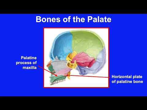 Anatomy of the Head and Neck (8/8): The Mouth, the Tongue and the Mechanism of Swallowing