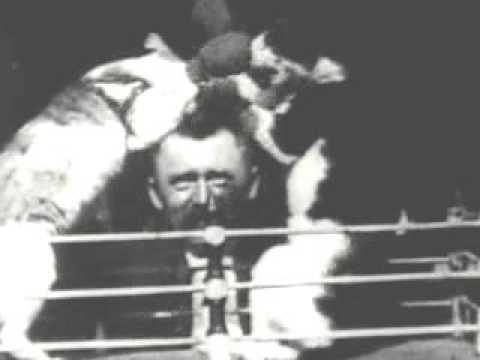 Cat Fight, Boxing, Animal Fight