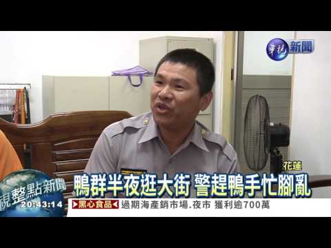 鴨子集體蹺家! 警趕鴨手忙腳亂