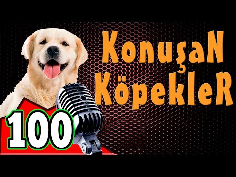 Konuşan Köpekler - En Komik Köpek Videoları 100