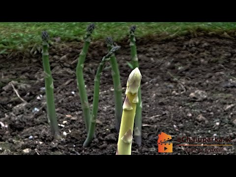, title : 'Jak pěstovat chřest ze semen. Asparagus officinalis'