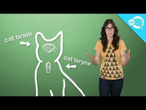 How (And Why) Do Cats Purr? - YouTube