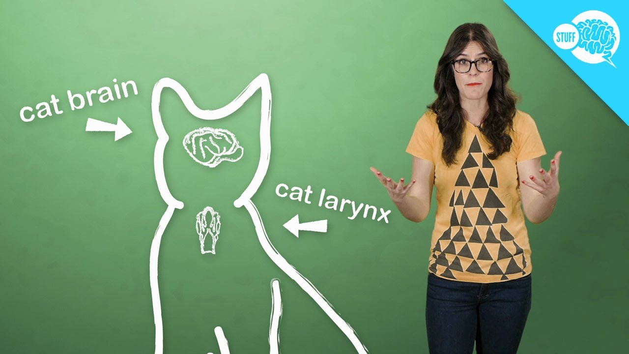 How (And Why) Do Cats Purr?