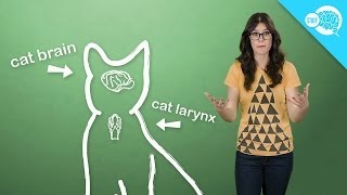 How (And Why) Do Cats Purr?