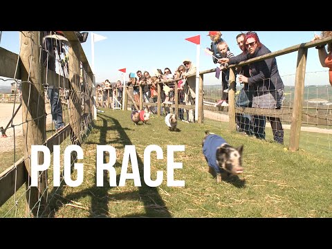 What a sizzling race! - Bacon stakes