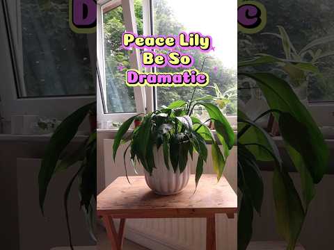Thirsty? When to water your peace lily #plantcare #plants #houseplants #peacelily