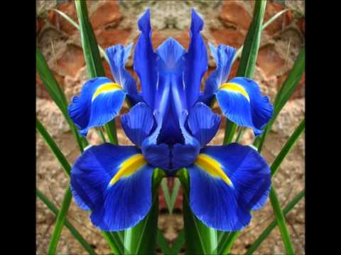Molambo - Rosana Toledo