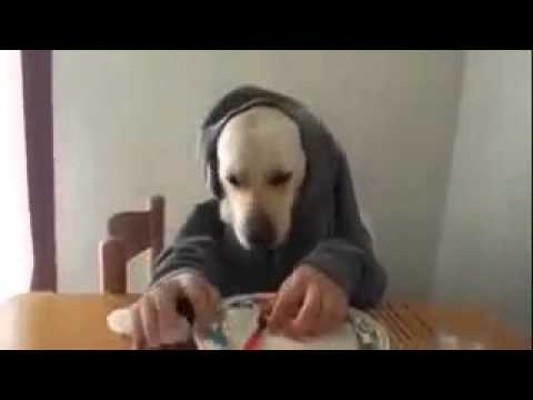 Perro come como loco