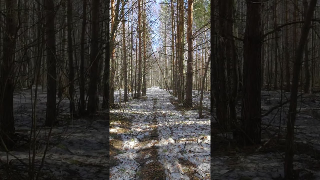 Serenity of Nature Awakening from Winter - A Spring Walk in the Forest -#short 7