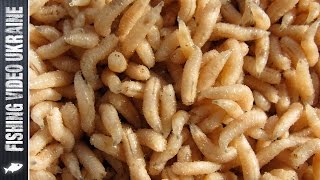 Чем кормить опарышей для рыбалки