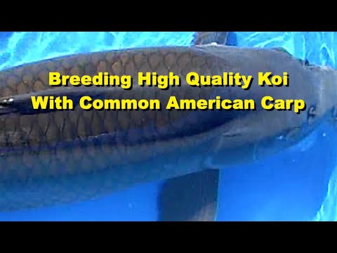 Breeding High Quality Koi With Common American Carp