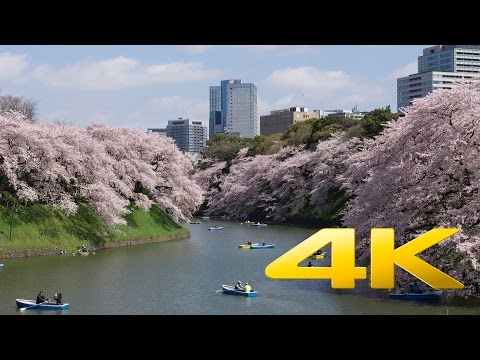 Chidorigafuchi Cherry Blossom - Tokyo - 千鳥ヶ淵 - 4K Ultra HD