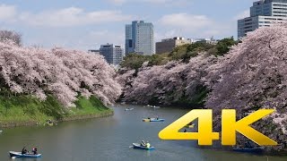 Chidorigafuchi Cherry Blossom video preview