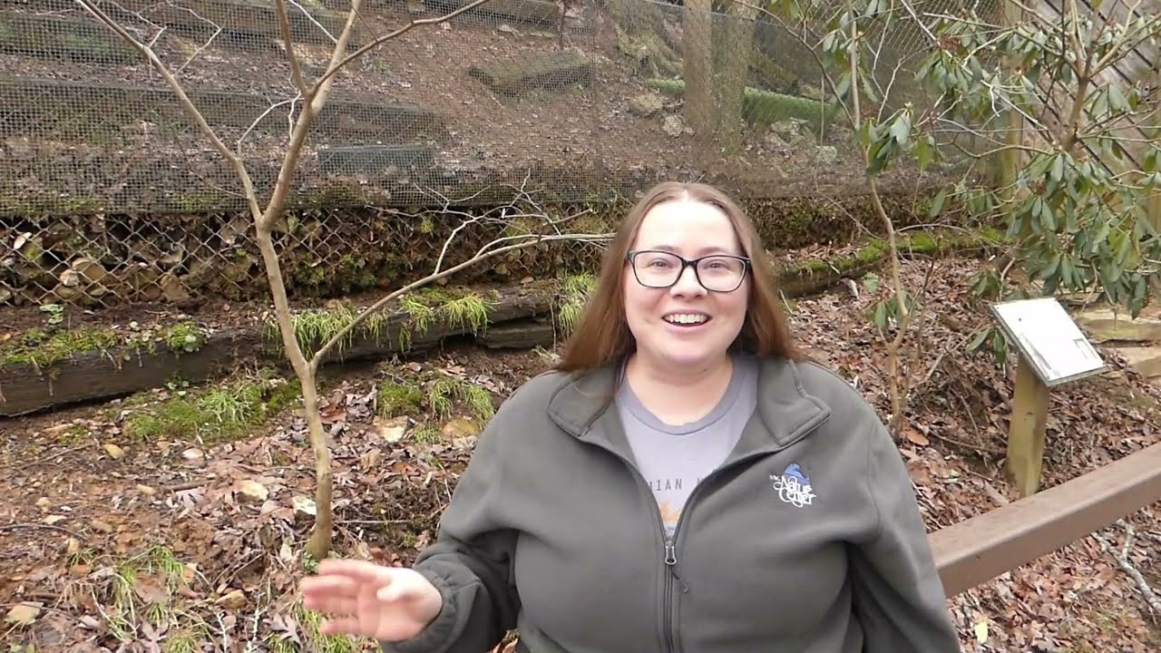 June 2023 Cubs and Kits video