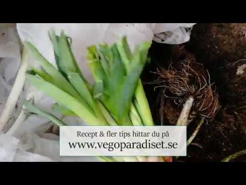 vinterförvara purjolök vegoparadiset