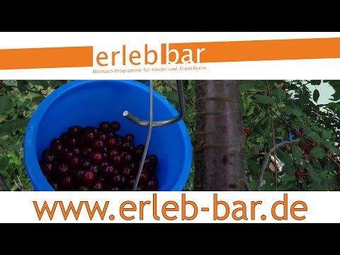 Kleines ABC der Erntehilfen – Sauerkirschen ernten und entsteinen