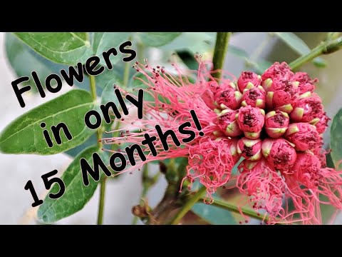 Powder Puff Flowers in 15 Months! Calliandra grandiflora (English)