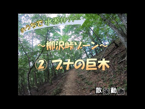 【おうちで水源林ツアー】 ～柳沢峠ゾーン～ ②ブナの巨木