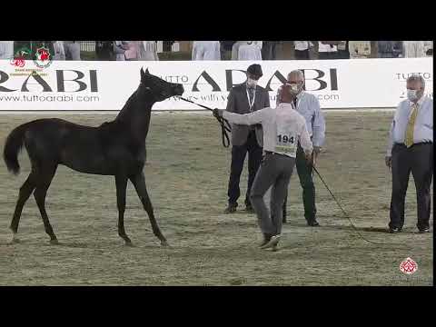 N 194 RASLAN ALYAH   Emirates Arabian Horse Breeders Championship 2021   Yearling Colts Class 6A