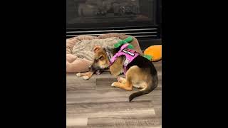 Video preview image #1 German Shepherd Dog-Unknown Mix Puppy For Sale in Holly Springs, NC, USA