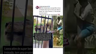 ELES VÃO SACRIFICAR A LEOA??💔🥺Vídeo mostra leoa tranquila no zoológico veterinária #brasil
