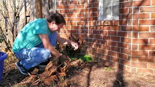 Cutting Back Canna Lilies after Winter Burn