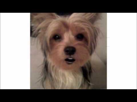 "You'z a Ho, Ho, Ho!" - A Holiday Dog Free Style