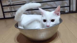 水入れを占有するあめちゃん