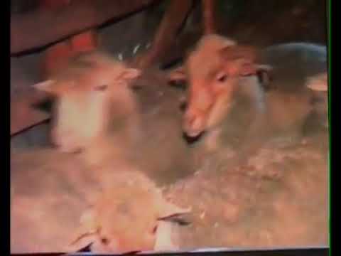 Comuna Stejaru jud Tulcea,  anul 1999!