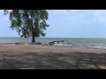 Ring Billed Gull Release