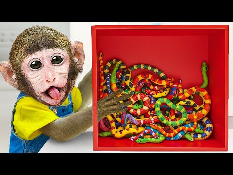 Monkey Momo & Baby Monkey Explore the Mystery Box to Escape the Room | MoMo Monkey Life
