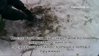 Как поймать кабана капканом или петлей