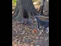 That S One Way To End A Fight Gray Tabby Dilute Tortie Shorts