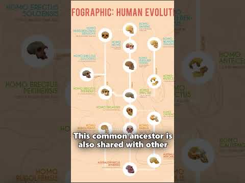 Did humans evolve from monkeys?