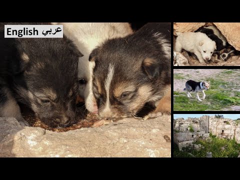 Feeding puppies Umm Qais -Jordan إطعام جراء صغيرة أم قيس -الأردن