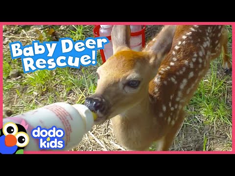 Lost Baby Deer Asks People To Rescue Her | Animal Videos For Kids | Dodo Kids