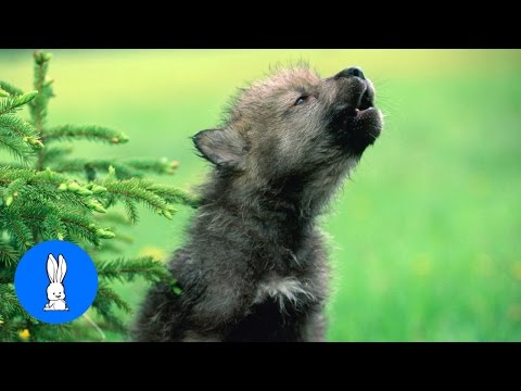 download lagu mp3 mp4 Baby Howl, download lagu Baby Howl gratis, unduh video klip Baby Howl