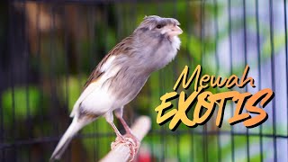 Download lagu KENARI PANDA JAMBUL ISIAN MEWAH EXOTIS - MASTERAN KENARI ISIAN BLACKTHROAT GACOR MERDU SYAHDU mp3