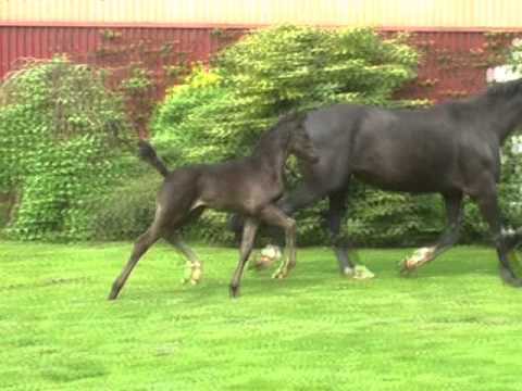 SF2015 Finest Depardieu komplett